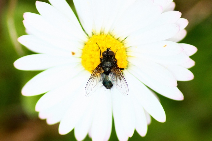 Bellardia sp.